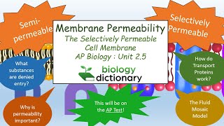 Membrane Permeability The Selectively Permeable Cell Membrane  AP Biology 25 [upl. by Gregson397]