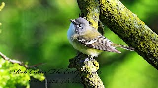 Vireo solitarius BLUEHEADED VIREO foraging compilation 9087209 [upl. by Malinde]