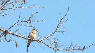 Woodlark Lullula arborea  erdei pacsorta [upl. by Anec]