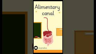 Alimentary canal pathways simple explanation 😹 medicalstudent motivation heartrate neet art [upl. by Toscano]