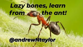 📖 Lazy bones learn from the 🐜 ant 📖 [upl. by Myriam621]