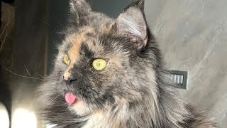 Tortie Maine Coon  Grooming Cat 😺💖✂️  Toelettatura Gatto Maine Coon [upl. by Schlenger]