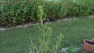 Cleome Viscosa properties and uses [upl. by Prasad488]