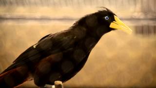 Crested Oropendola Vocals [upl. by Sampson]