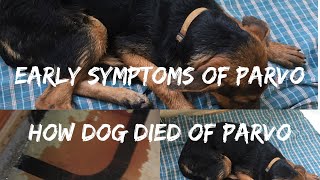 Early symptoms of PARVO  Tips to save your dog and HOW MY DOG DIED OF PARVO [upl. by Erv]