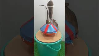 Best Mouse Trap Ideas  mouse trap from primitive materials [upl. by Ellimak]