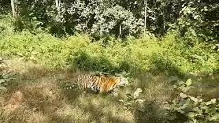 The legendary tigress called quotMataramquot or collarwali from Pench India Wounded but resilient [upl. by Kaplan]