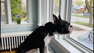 The Most “Intimidating” Boston Terrier Bark 🤣 [upl. by Notnil]