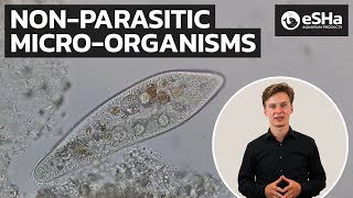 Microscopic Fecal Examination • NonParasitic Microorganisms • PART 3 [upl. by Ramuk627]