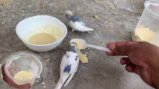 Home made Hand Feeding Formula Budgies Hand feeding 😍😍⚡ [upl. by Aikehs]