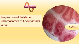 ⁠Preparation of Polytene Chromosomesपॉलीटिन क्रोमोसोम की स्लाइड कैसे बनायेseemazoology [upl. by Daub]