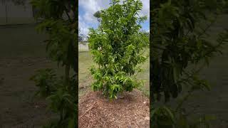 Soursop growing well near Brisbane Australia gardening cancerprevention superfood superfoods [upl. by Eugine]