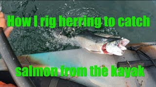 How I Rig Herring to Catch Salmon from the kayak [upl. by Ylloh]