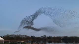 starling murmuration dec 2020 [upl. by Wycoff]