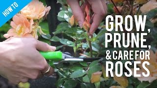 How To Grow Prune amp Care For A Rose Bush [upl. by Dallon]