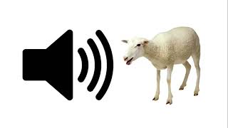 Sheep Baaa  Sound Effect  ProSounds [upl. by Silvestro]