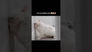 My Cat Without Me 😭❤️trending subscribe fypシ゚ happiness kitten sad millionviews [upl. by Simson]