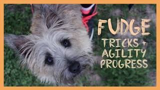 Fudge  Cairn Terrier Tricks  Agility [upl. by Nivel750]