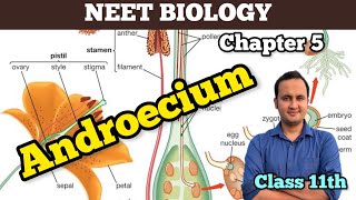 Androeciumstamensmorphology of flowering plants 🪴 NCERTbiology  Class 11  Chapter 5 [upl. by Chryste]