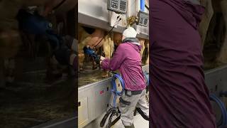 🐄✨ Big Cows amp Farm Girls ✂️ Milking amp Tail Trimming Up Close [upl. by Idnam]