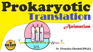 Prokaryotic Translation Protein synthesis in bacteria animation [upl. by Assil]