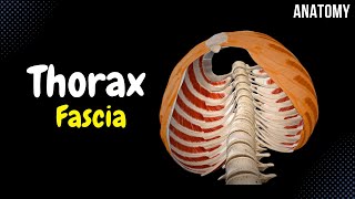 Fascia of the Thorax Endothoracic Thoracic Clavipectoral Pectoral Fascia [upl. by Tahp]