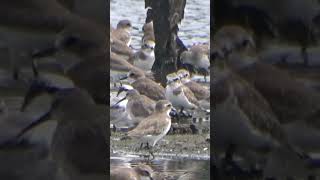 3 types of migratory birds 3 Jenis Burung Migasi birds mangrove nature wildlife [upl. by Akenet]