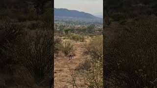 A leopardess on the prowlSamburu National ReserveKenya [upl. by Nitram]