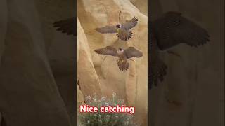 Eagle 🦅 Bird catching fish into the sea birds reel shorts kingfisher eagles yt [upl. by Yntrok]