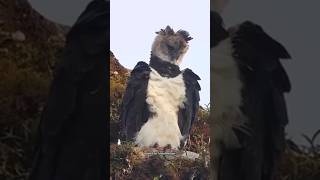 Harpy eagle🦅 sciencefacts youtubeshorts animals facts ytshorts [upl. by Eilujna]