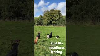 Gundog ￼training steadiness in the field ￼  gundog dogtraining huntingSpaniel Labrador ￼￼ [upl. by Noryt652]