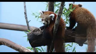 Behind the Music Red Panda Cubs [upl. by Nira]