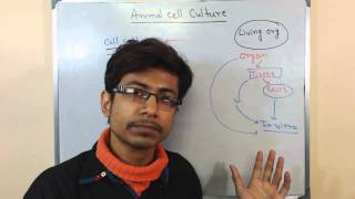 Mammalian cell culture 1  introduction to cell culture [upl. by Ahsima]