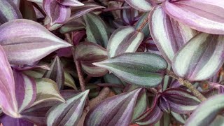 how to propagateTradescantia zebrina plant wandering jew 🌿👌😍 [upl. by Prichard703]