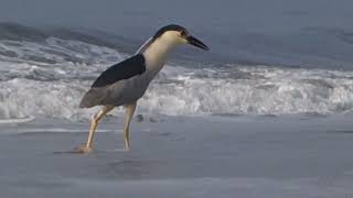 Black crowned Night Heron  July 8  2024 [upl. by Keeley]