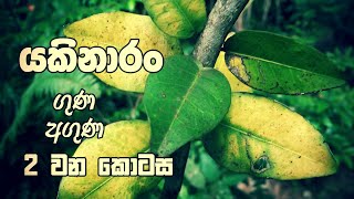 යකිනාරං  ගුණ අගුණ 2 වන කොටස යකිනාරං පැල කර ගැනීම  විශේෂිත ගුණ  යකිනාරං කැඳ සාදා ගැනීම [upl. by Ahsiekahs]