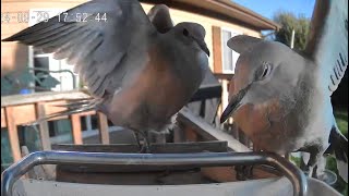 A Collared Dove Being Territorial [upl. by Boak]