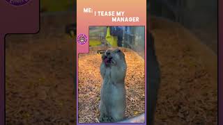 Laughter alert Watch this and try not to cry laughing 🐾🤣 l MemeTherapy AnimalAdda [upl. by Qooraf]