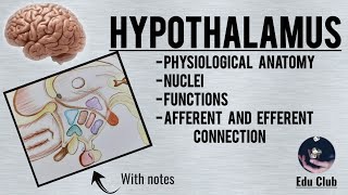 Hypothalamus  Nuclei  Functions  Connections  Physiological Anatomy [upl. by Ylrehc]