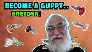 Become A Guppy Breeding Pro How To Breed Prizewinning Fish [upl. by Kahn]