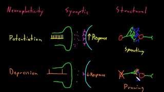 Neuroplasticity [upl. by Noelle]
