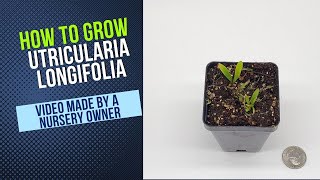 How to Grow and Propagate Utricularia Longifolia Carnivorous Plant Grow Guide [upl. by Zeuqcaj208]