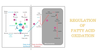 Biochemistry  Regulation of Fatty Acid Metabolism [upl. by Aekim]