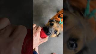 Nooo 🫣🫣put your tongue away 👌🏼❤️🐶puppy Rusty shorts shortvideo puppy dogs pets [upl. by Ag]