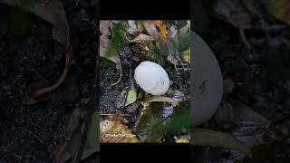 12 Chanterelle autumn naturemushrooms fungi foraging shots forest [upl. by Ycaj]