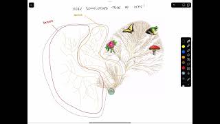 Phylogenetic Trees [upl. by Zeb]