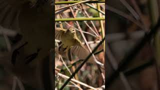 Next week we will release a mini documentary about the common chiffchafer [upl. by Therron27]