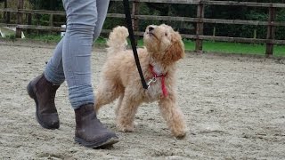 Harry  Labradoodle Puppy  3 Week Residential Dog Training at Adolescent Dogs [upl. by Darill958]