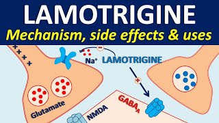 Lamotrigine  Mechanism side effects drug interactions amp uses [upl. by Ammadis]