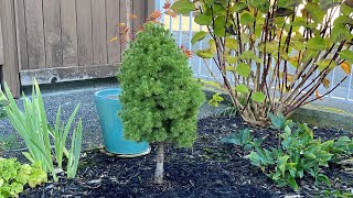 Dwarf Alberta Spruce Transplant to Front Yard Landscape  October 29 2023 [upl. by Etteroma]